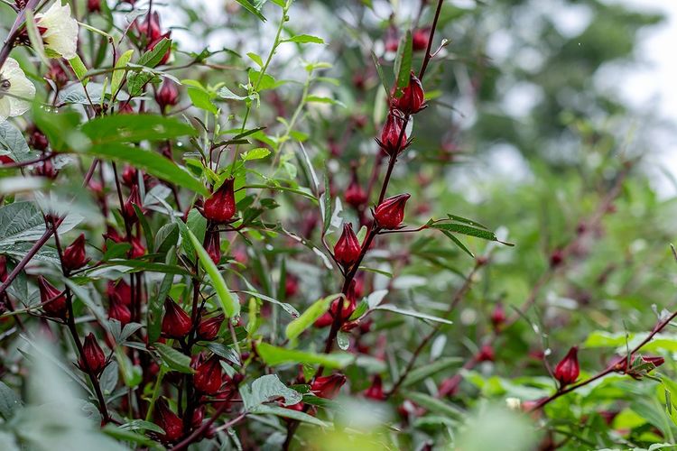 tanaman toga rosella yang bermanfaat dan indah ig consciousgroundorganics
