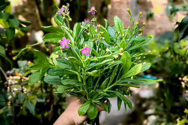 ginseng jawa kenali manfaatnya bagi tubuh 0 alodokter