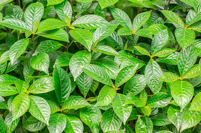 fresh,tropical,green,leaves,pattern,of,kejibeling,,pecah,beling,,pokok